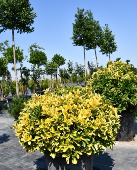Euonymus japonicus 