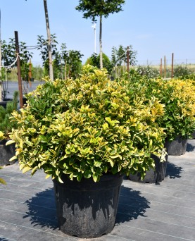 Euonymus japonicus 