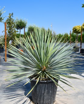 Yucca Rostrata
