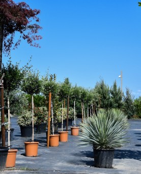 Yucca Rostrata