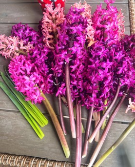 Zambile în ghiveci En-Gros