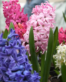 Zambile în ghiveci En-Gros